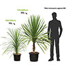 Cordyline australis Green