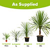 Cordyline australis Green