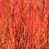 Cornus sanguinea Midwinter Fire Cornus sanguinea Midwinter Fire