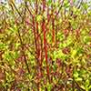 Cornus sanguinea Midwinter Fire Cornus sanguinea Midwinter Fire