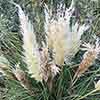 Cortaderia Tiny Pampa Cortaderia Tiny Pampa