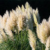 Cortaderia Tiny Pampa 