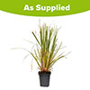 Pampas Grass