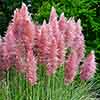 Cortederia selloana rosea Pampas Grass P Cortederia selloana rosea Pampas Grass P