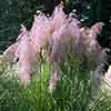 Cortederia selloana rosea Pampas Grass P Cortederia selloana rosea Pampas Grass P