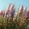 Cortederia selloana rosea Pampas Grass 