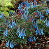 Corydalis Blue Heron 