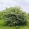 Crataegus monogyna 