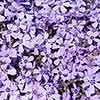 Creeping Phlox Collection Creeping Phlox Collection