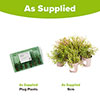 Creeping Carpet Phlox Collection Creeping Carpet Phlox Collection