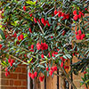 Crinodendron hookerianum