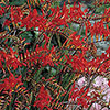 Crocosmia Lucifer 