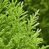 Cupressus macrocarpa Goldcrest Cupressus macrocarpa Goldcrest