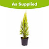 Cupressus macrocarpa Goldcrest Cupressus macrocarpa Goldcrest