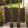 Italian Cypress Tree Italian Cypress Tree