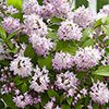 Deutzia Raspberry Sundae