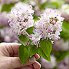 Deutzia Raspberry Sundae