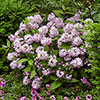 Deutzia Raspberry Sundae