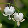 Dicentra spectabilis Alba Dicentra spectabilis Alba