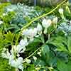 Dicentra spectabilis Alba Dicentra spectabilis Alba