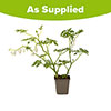 Dicentra spectabilis Alba Dicentra spectabilis Alba