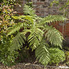 Tree Fern Dicksonia Antarctica