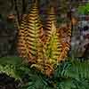 Dryopteris wall. Jurrasic Gold Dryopteris wall. Jurrasic Gold