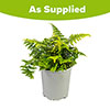 Colourful Dryopteris Jurassic Gold