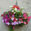 Easy Fill Hanging Baskets Easy Fill Hanging Baskets