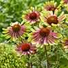 Echinacea Green Twister Echinacea Green Twister