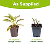 Echinacea Green Twister Echinacea Green Twister