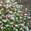 Erigeron karvinskianus Profusion Mexican Fleabane Erigeron karvinskianus Profusion Mexican Fleabane