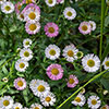 Erigeron karvinskianus Profusion Mexican Fleabane Erigeron karvinskianus Profusion Mexican Fleabane