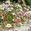 Erigeron karvinskianus Profusion Mexican Fleabane Erigeron karvinskianus Profusion Mexican Fleabane