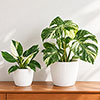 Magnolia Eco White Houseplant Pot Covers Magnolia Eco White Houseplant Pot Covers