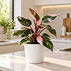 Magnolia Eco White Houseplant Pot Covers Magnolia Eco White Houseplant Pot Covers