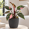 Magnolia Eco Anthracite Houseplant Pot Covers Magnolia Eco Anthracite Houseplant Pot Covers