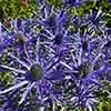Eryngium Blue Hobbit Eryngium Blue Hobbit
