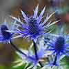 Eryngium Blue Hobbit Eryngium Blue Hobbit