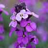 Erysimum Bowles Mauve Erysimum Bowles Mauve