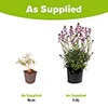 Wallflower Erysimum Bowless Mauve