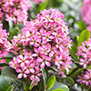 Escallonia Pink Elle Escallonia Pink Elle