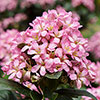 Escallonia Pink Elle Escallonia Pink Elle