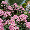 Escallonia Pink Elle Escallonia Pink Elle