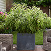 Fargesia rufa Fountain Bamboo