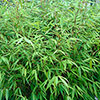 Fargesia rufa Fountain Bamboo