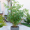 Fargesia rufa Fountain Bamboo