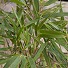 Fargesia rufa Fountain Bamboo