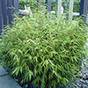 Fargesia rufa Fountain Bamboo