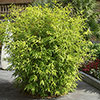 Fargesia rufa Fountain Bamboo